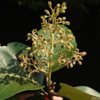Heritiera littoralis Aiton